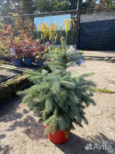 Ель голубая super блю