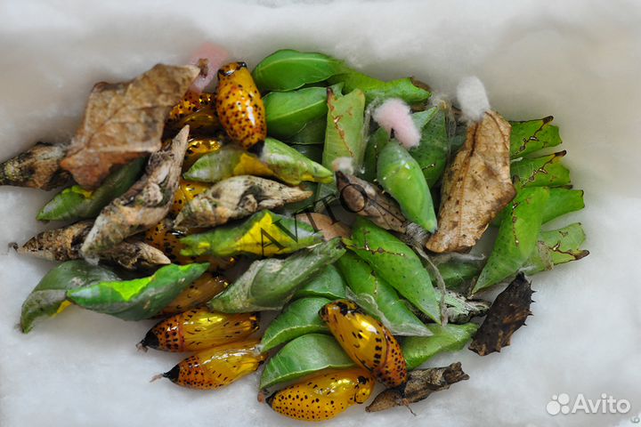 Куколки бабочек