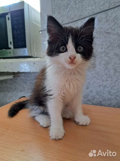 Кошка в дар бесплатно
