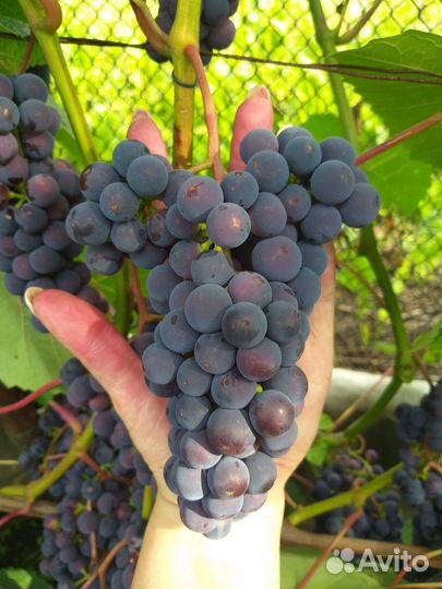 Саженцы винограда 2-ух летки