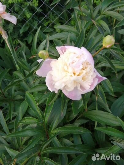 Многолетники