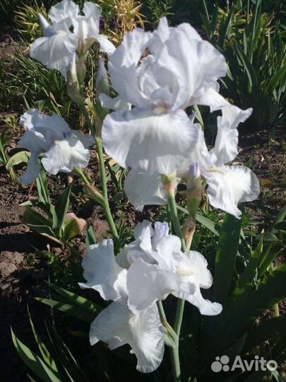 Ирисы