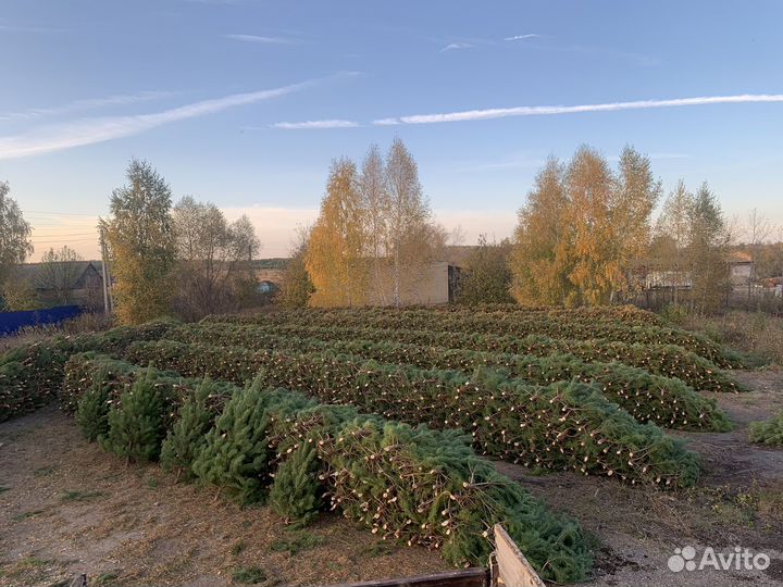 Елка новогодняя