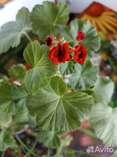 Герань красная розебудная