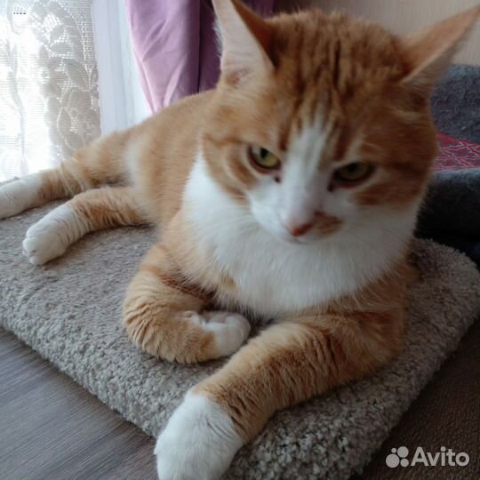Котик ищет дом