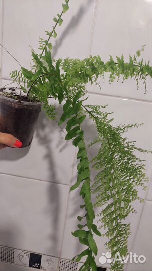 Папоротник 