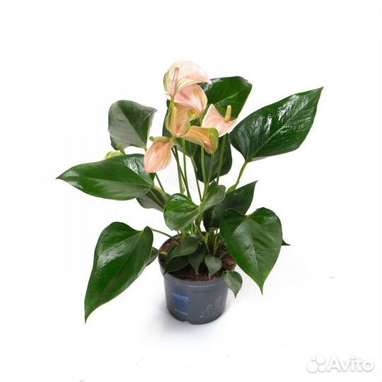 Комнатные растения