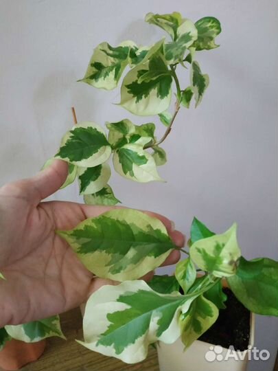 Бугинвилия, циссус лиана