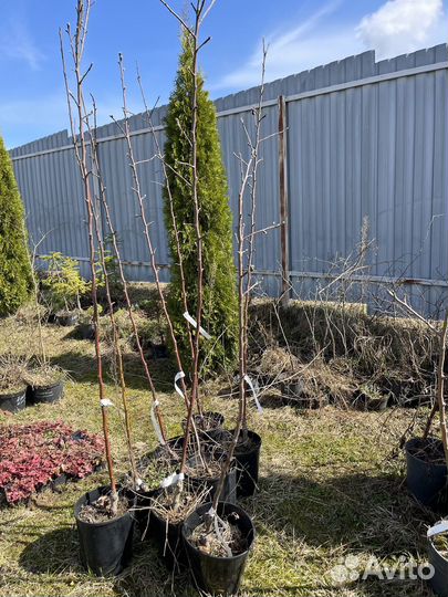 Растения для сада