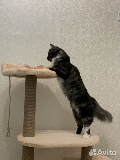 Игровой домик для кошек