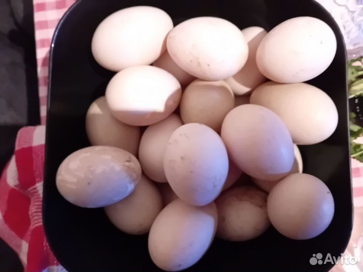 Утиные яйца