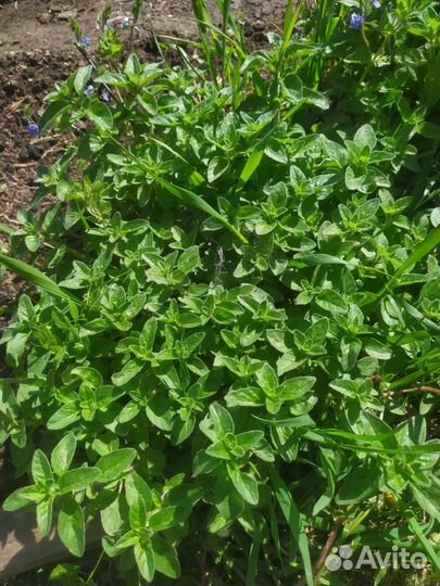 Душица -шикарный куст на посадку, срезка д/чая