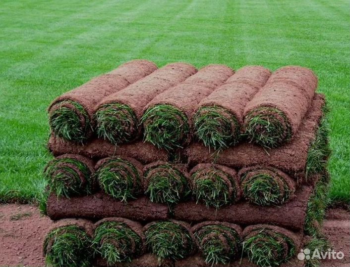 Рулонный газон