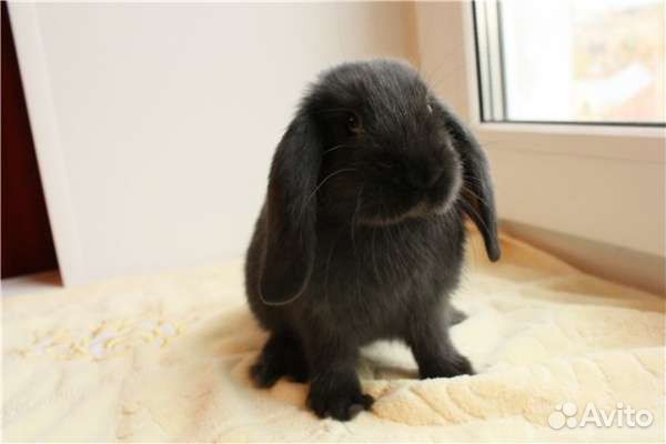 Декоративные кролики вислоухие