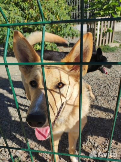 Алиска ищет дом