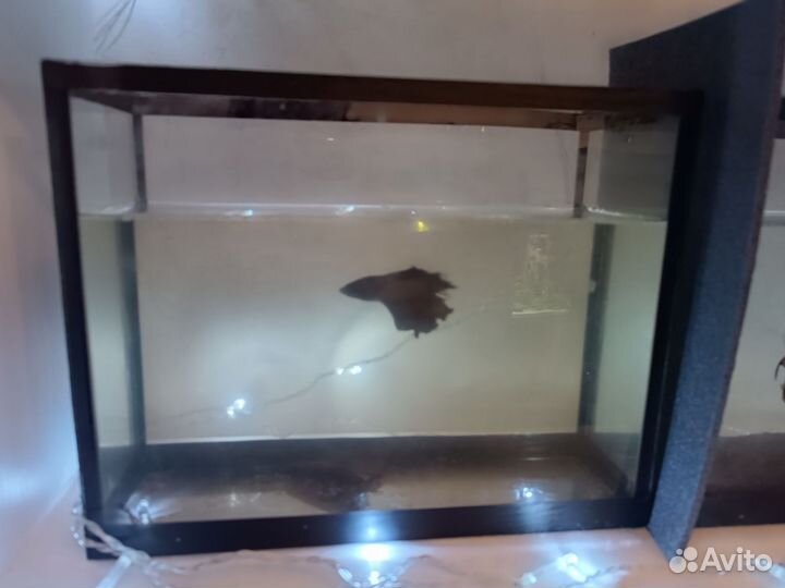 Аквариумы и грунт