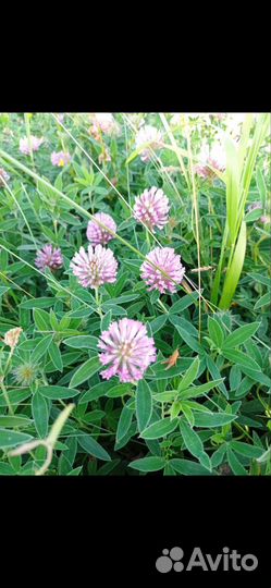 Красный клевер луговой