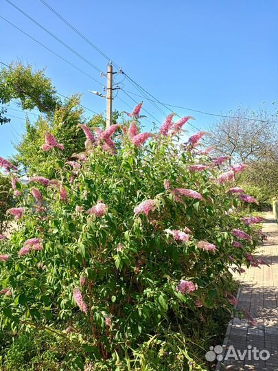 Будлея сиреневая