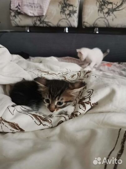 Кошка в дар бесплатно