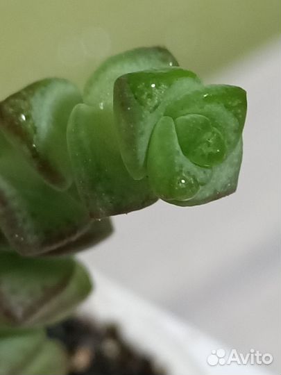 Крассула Марнье