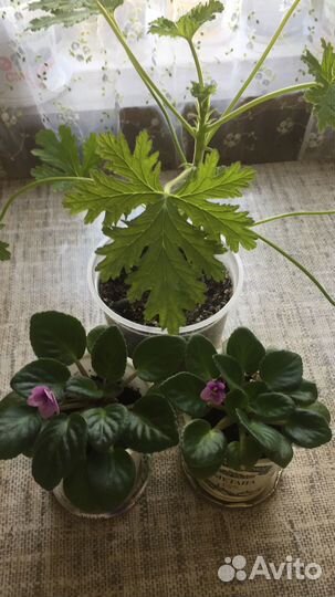 Молодые фиалки и Лимонная герань