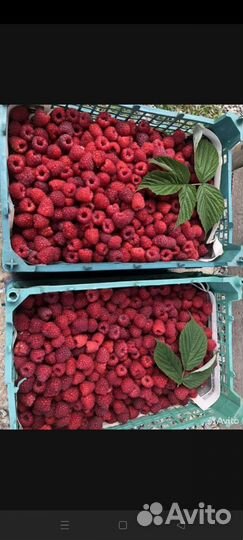 Малина свежая. Покупаю