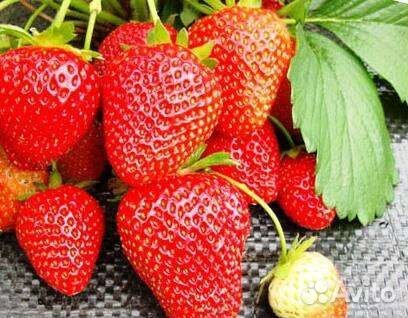 Клубника ремонтантная