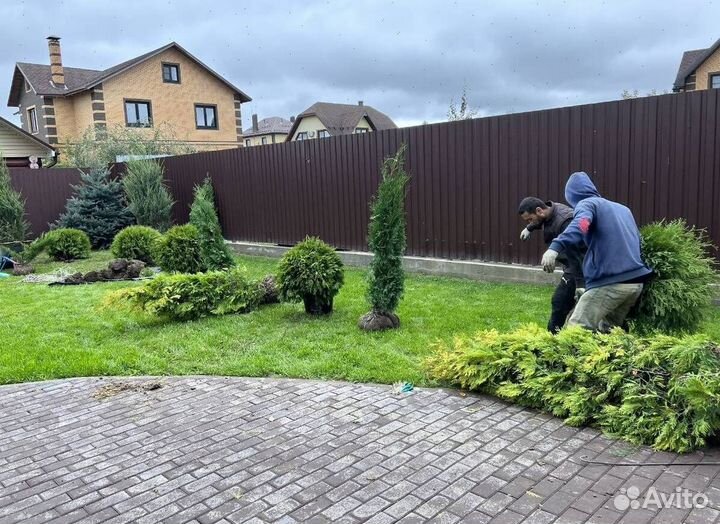Туя Смарагд для живой изгороди