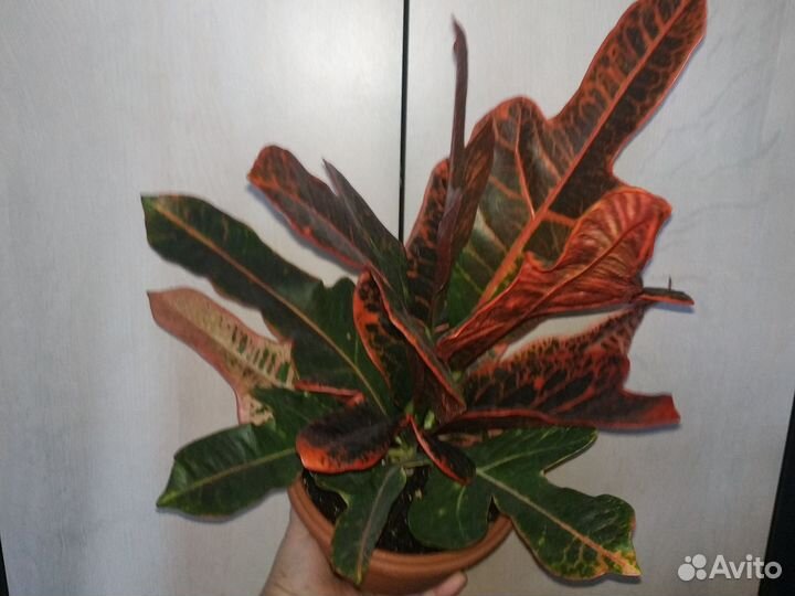 Кодиеум кротон