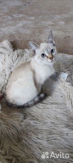 Котята необыкновенные