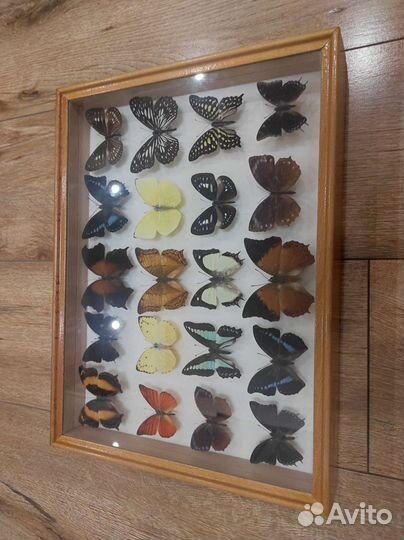 Продам коллекцию тропических бабочек