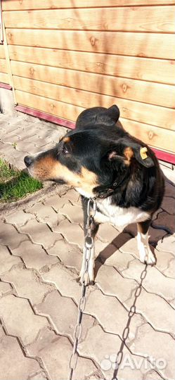 Барон 2-3 года