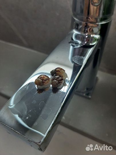 Улитки ахатины ретикулята (малыши)