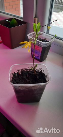 Черенки форзиции