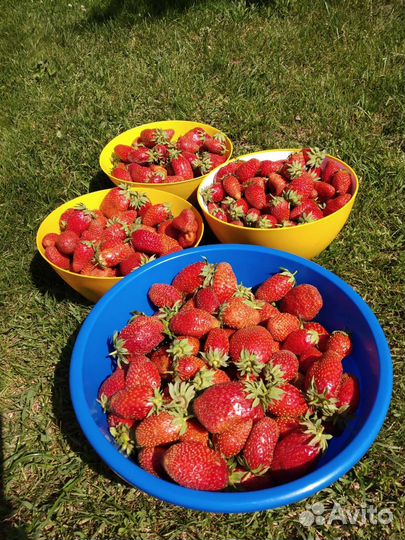 Клубника,Виктория домашняя