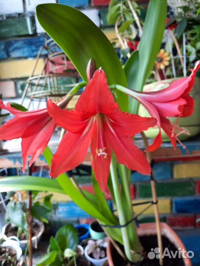 Гиппиаструм