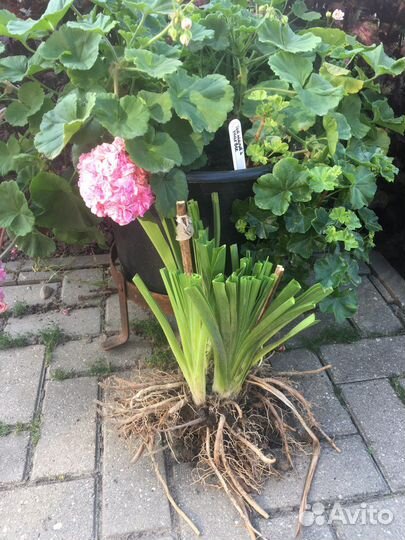 Сортовой ассортимент 30