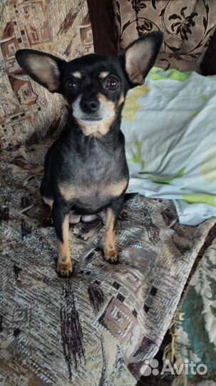 Мини той-терьер щенки