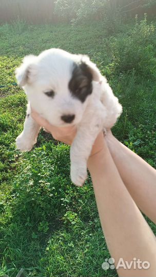 Щенки дворняжки