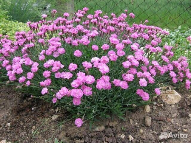 Гвоздика многолетняя, астра альпийская