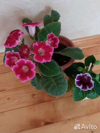 Фукция, глоксинии, стрептокарпус