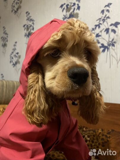 Комбинезон-дождевик для собак