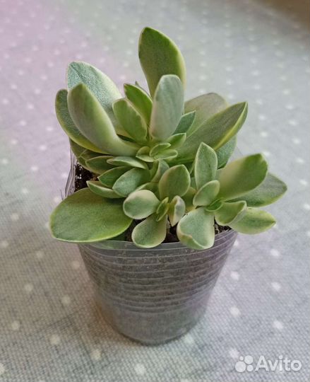 Суккуленты почтой часть 2 из 9