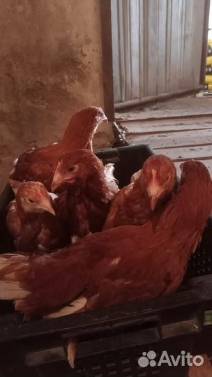 Куры молодки несушки доминант,легорн,родонит