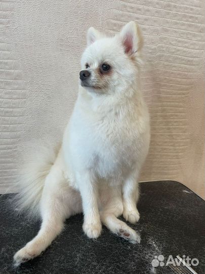 Шпиц вязка девочка