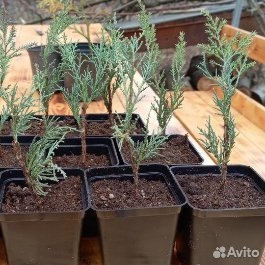 Грей Оул можжевельник