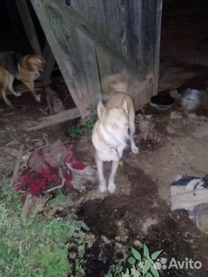 Рабочая зсл