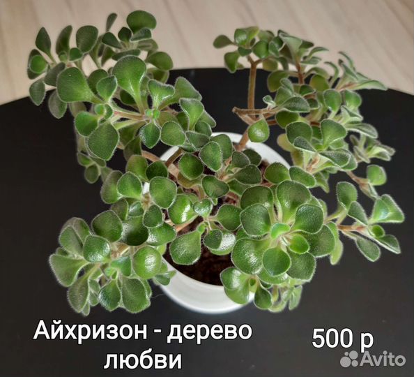 Айхризон - дерево любви