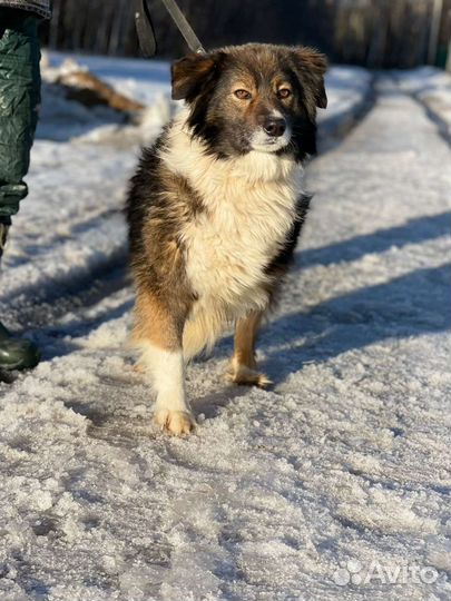 Собака в добрые руки