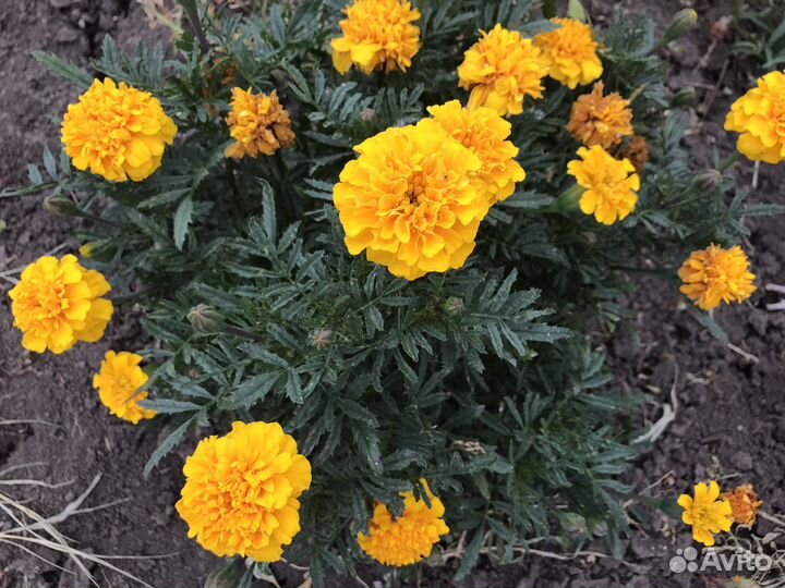 Семена бархатцев